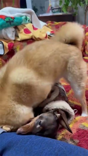 Not a Snack… It’s a Toy Now 😂 | Dachshund vs Shiba Couch Fight