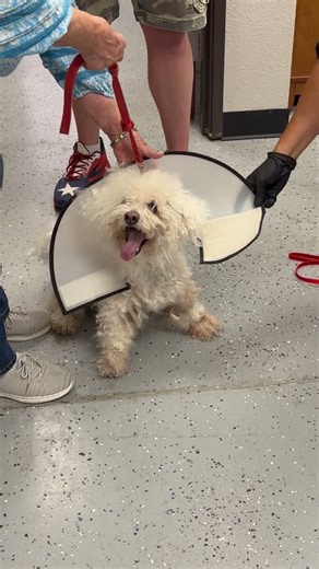 I am not sure how to get in there with this dog #meandog