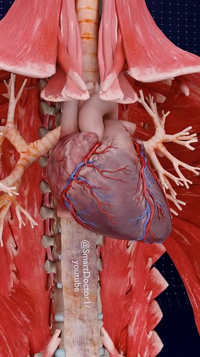 Understanding Uterus Anatomy: Function and Structure