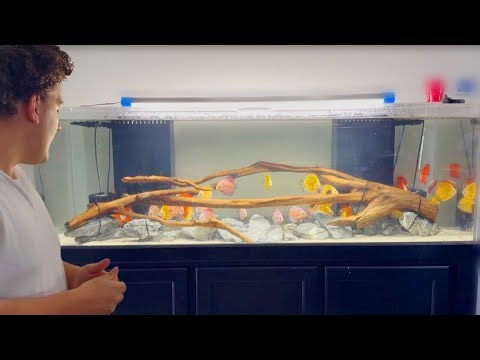 Aquascaping a 180 Gallon Discus Aquarium | Adding Giant Driftwood !