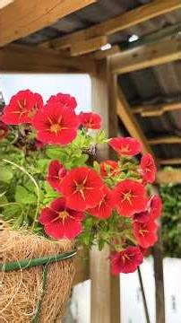 Garden photos #flowers #garden #photography