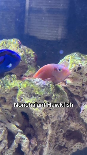 Exploring Nonchalant Fish in Aquariums