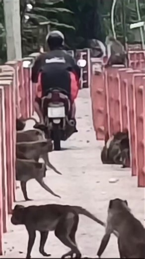 Baby monkey feeding time