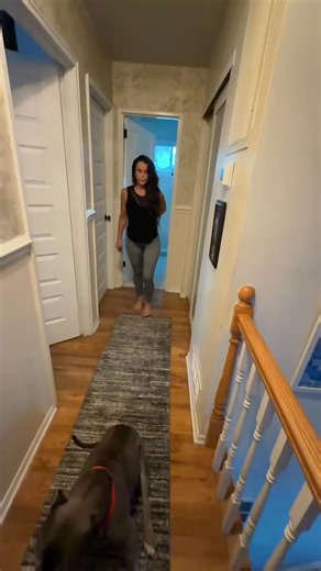 Terrified of putting a senior dog under anesthesia for a dental cleaning? There's another option. Watching teeth get worse every month, smelling that breath and turning away, knowing something needs to be done but frozen by the thought of anesthesia risk (or that $1,200 bill). 🐾 No anesthesia risk – dogs stay safe at home while their teeth improve 💰 Avoid $1,200 vet bills – prevent expensive cleanings before they're needed ⏱️ Takes 10 seconds a day – just sprinkle on food, no brushing battles 