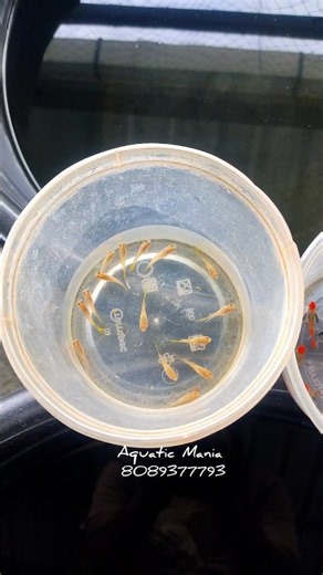 Blond yellow mosaic ribbon ❤️ #guppy #guppyfish #guppyfishfarming