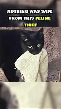 He Keeps Stealing From His Neighbors… But He's Just a Cat!