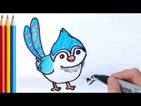 (fast-version) How to Draw Blue jay Bird (simple) - Step by Step Tutorial