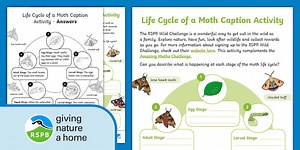 Life Cycle of Moth Caption Activity (Ages 5 - 7)