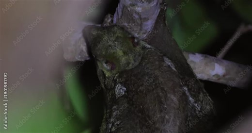 Sunda flying lemur clinging to tree branch in tropical rainforest. Wildlife conservation and biodiversity education.