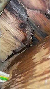 Easy Ways To Reduce Termite Risk