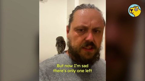 He found baby owls in his vent - then became their family
