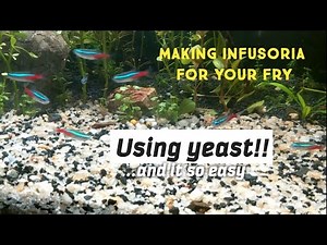 How to Culture Infusoria Using Yeast for Your Fry || Cara Kultur Infusoria Untuk Anak Ikan