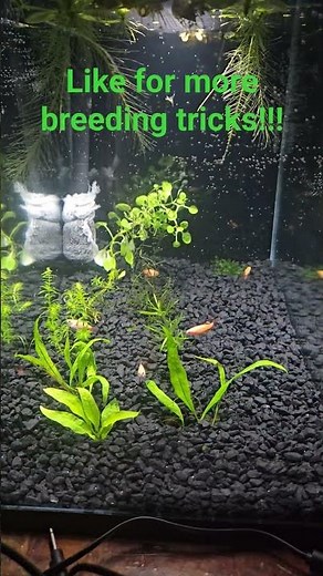 MTS: Easy breeding methods for success!! Golden White Cloud Minnow!!
