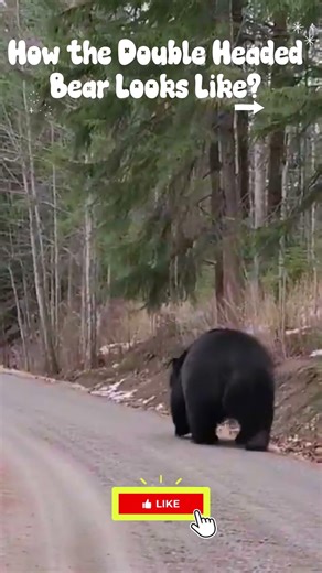 How the Double Headed Bear look like? #viral #shorts