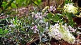 Rocking Orchids - Gardening Australia