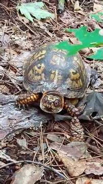 Come at me, Bro! I lost a staring contest with a mean muggin' Box Turtle