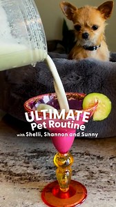 He has his own tiny wine glass 🥹 In this week's episode of Ultimate Pet Routine, Shelli and Shannon take us through a typical weekend with their rescue Chihuahua, Sunny 🥰 Cheers to Sunny, Shelli, and Shannon! 🥂 See more of their adorable adventures on Instagram: thedo.do/hellosunnyyboy and TikTok: thedo.do/Hellosunnyyboy | The Dodo