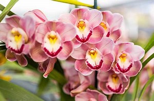 7 Ways to Get Multiple Blooms on Your Orchid (Proven)