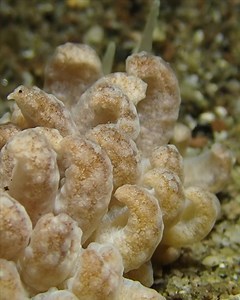 127K views · 10K reactions | Nudibranchs are often called "sea...