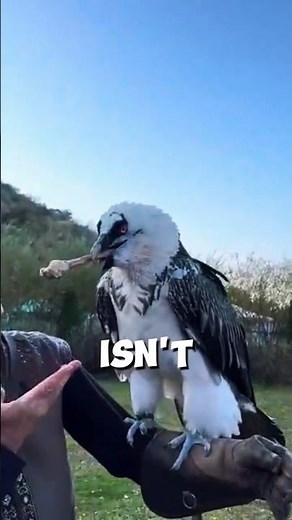 Meet the Bone-Eating Vulture 😱🦴 #sound #viral