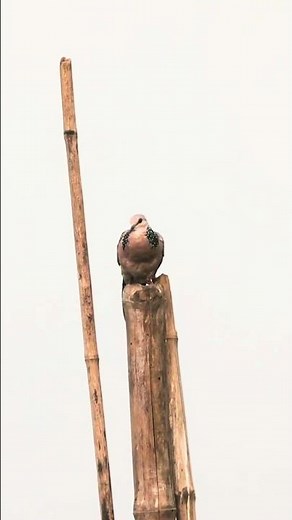 Spotted Dove's Natural Behavior | 4K Wildlife Footage | Birdwatching in Purbasthali #shorts