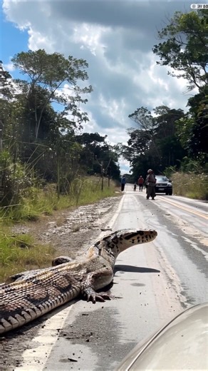Titanoboa Filmed Slithering Across Highway in Colombia #titanoboa #colombia | Most Amazing Top 10