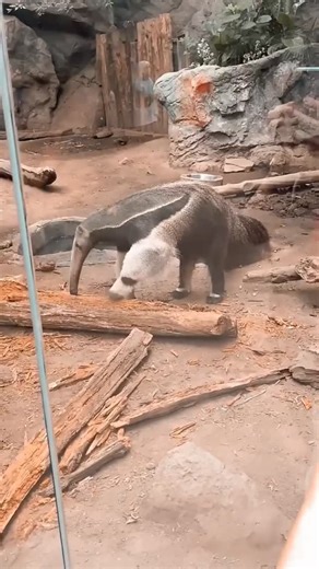 YuanLaiKePu on Instagram: "大食蚁兽的第二个“头”"