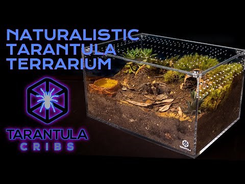 Naturalistic Tarantula Terrarium Build | Large Cuboid Enclosure