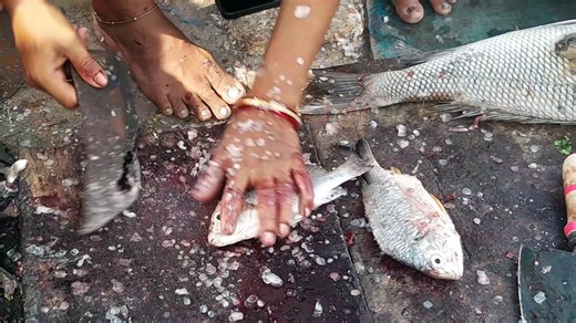 How to Cut a Tilapia Fish – Step-by-Step Guide