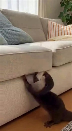 Cute Otters: Adorable Moments You Can't Miss