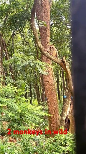 ⚡ Aggressive Rhesus Macaques Spotted in the Wild! #shorts #wildlife #trending