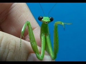 昆虫を詳細に愛でる７（オオカマキリ•チョウセンカマキリ）Zoom in on mantises