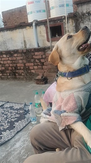 My jumping girl#labra libi 🐕🧿❤