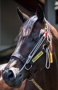 The Stableizer - EZ Animal Products