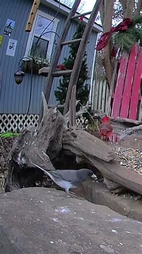 🐦 Is the Entire Cardinal Family Here? Look Who Visited the Bird Garden Today!