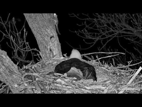 Decorah Eagles: A Surprise Visitor Explore.org 3-26-2026