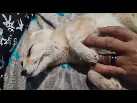 Fennec fox purring is the cutest thing you will see today!