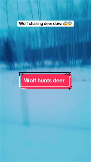 Dramatic Wolf Hunts Deer - Shocking Wildlife Encounter