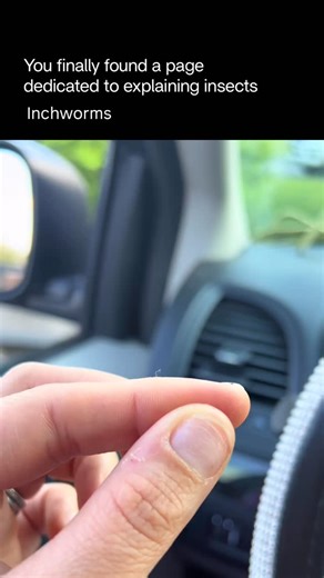 Explaining Insects 🦋 on Instagram: "The inchworm is the larval stage of certain moths in the geometer family, named for the way it moves by looping its body as if it’s “measuring” the ground. This unique motion happens because inchworms lack the middle set of legs that most caterpillars have. Often green or brown, inchworms rely on camouflage, stretching stiff and straight to look like twigs when threatened. Though small and slow, they are highly effective survivors and eventually transform int