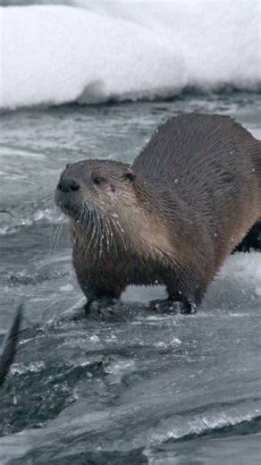 Tag yourself, we’re...somehow both? #NationalParksUSA is now streaming on Disney and Hulu. | National Geographic Animals