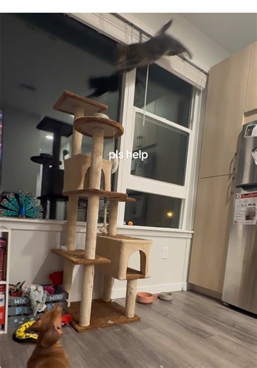 Cat's Amazing 8-Foot Leap Attempts