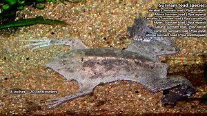 Surinam Toad facts giving you the whole picture  Animal Fact Files