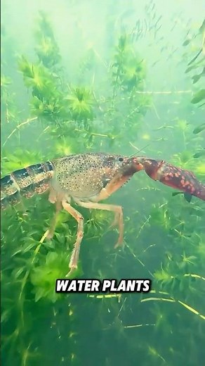 Watch Crayfish Grow From Pond To Plate! #Crayfish #interesting #shorts