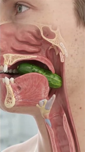 #Digestio #HumanBody #DigestiveSystem #FoodDigestion#cucumberbenefits#