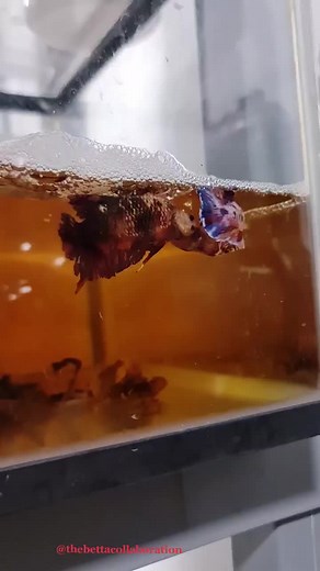 Woo Heaven is a place on earth. Full eggs female. #betta #fish #thebettacollaboration #thebettacollaborationsg