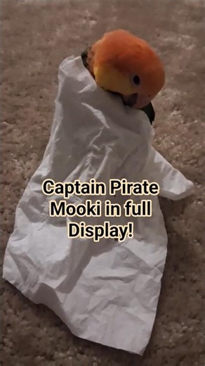 How Pirate Mooki wears his Cloak #shorts #funny #pirate