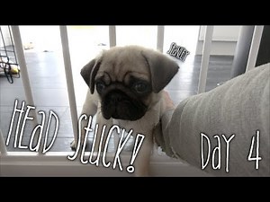DISASTER! Stanley Got His Head Stuck | Day 4