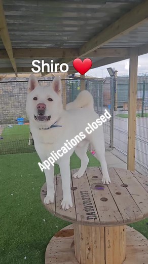 Adopt Shiro: The Sweet Akita in Need of a Home