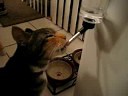 Funny Cat Drinking from Rabbit Water Bottle