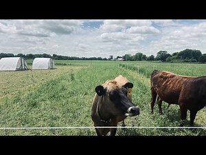 Small Scale Rotational Grazing on our 5 Acre Homestead